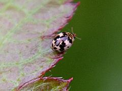 Small Ashy Gray Ladybird Beetle